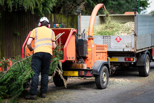 Best Best Tree Removal Services  in Hooper, UT